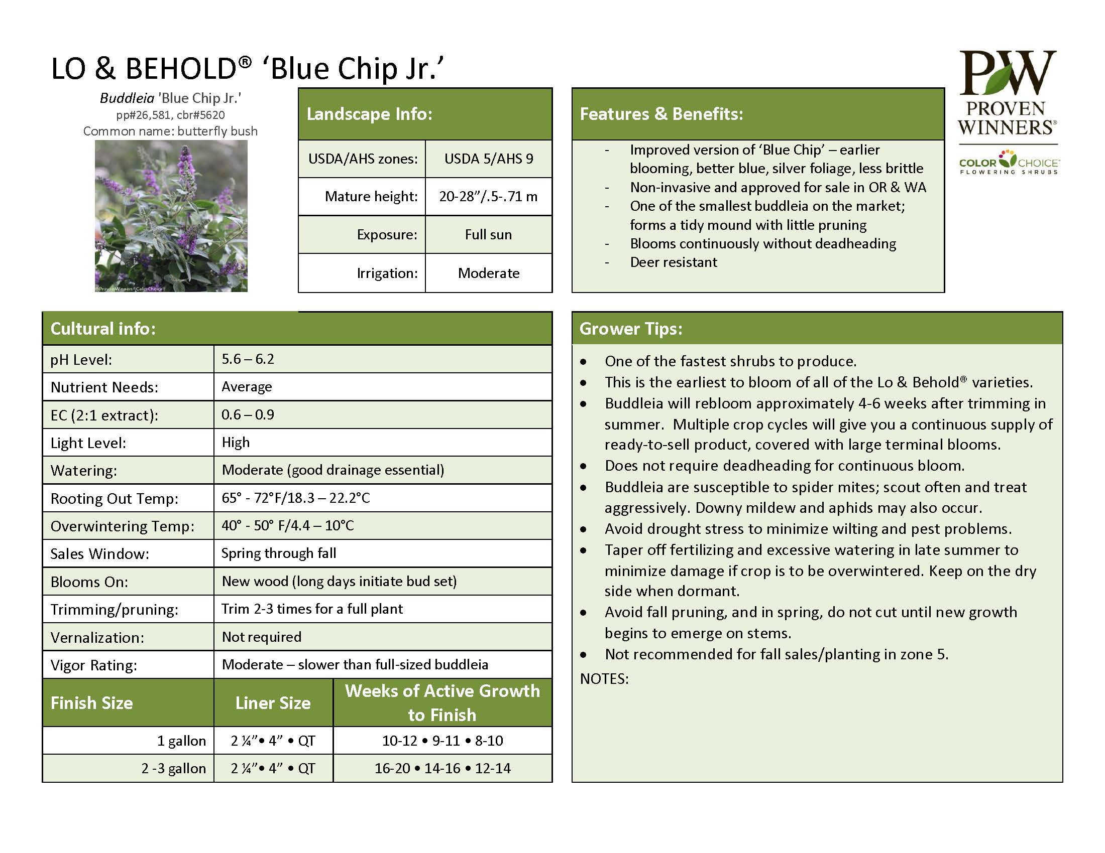 Buddleia BLUE CHIP JR.