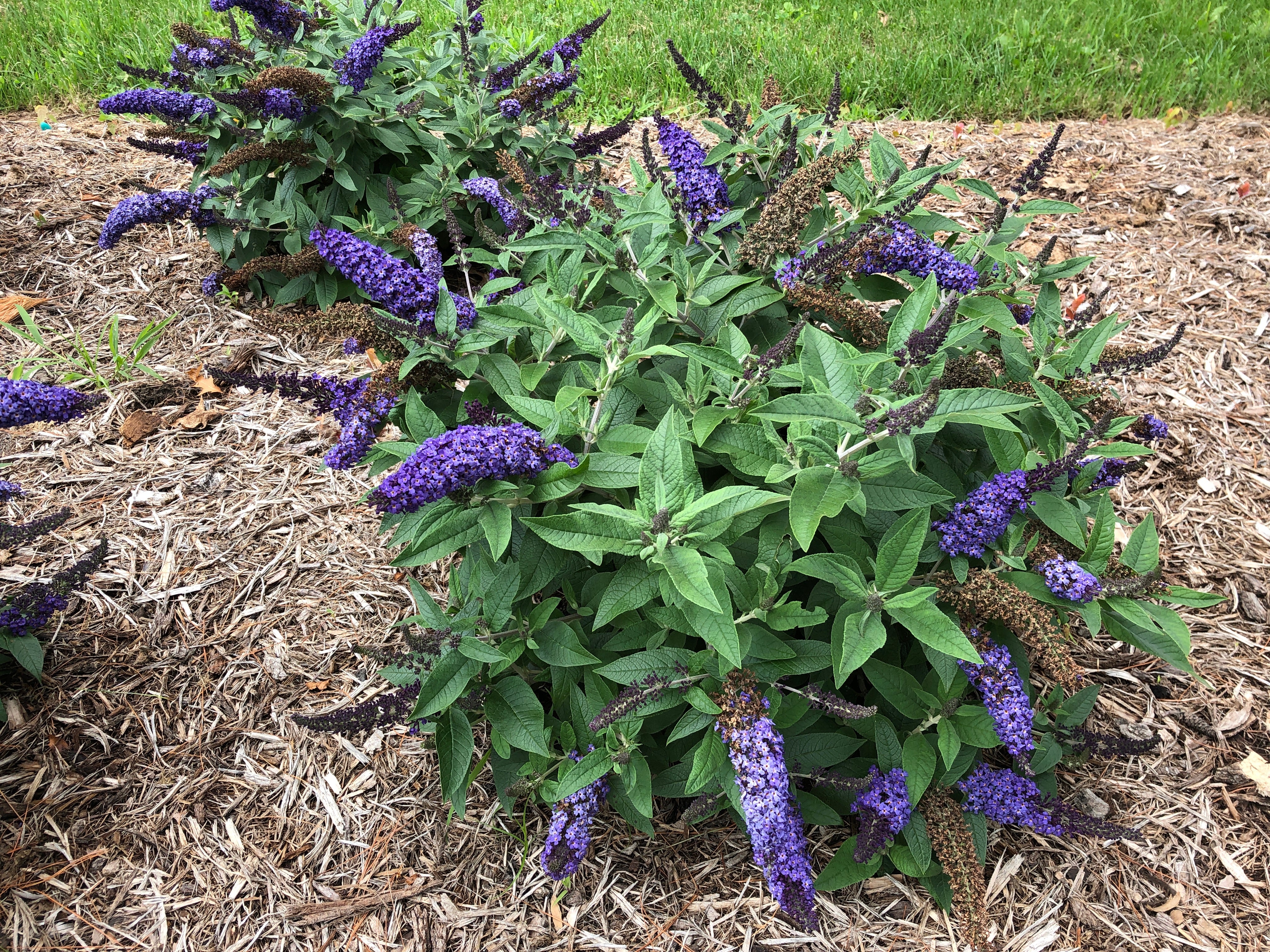 Pugster Blue - Dwarf Butterfly Bush