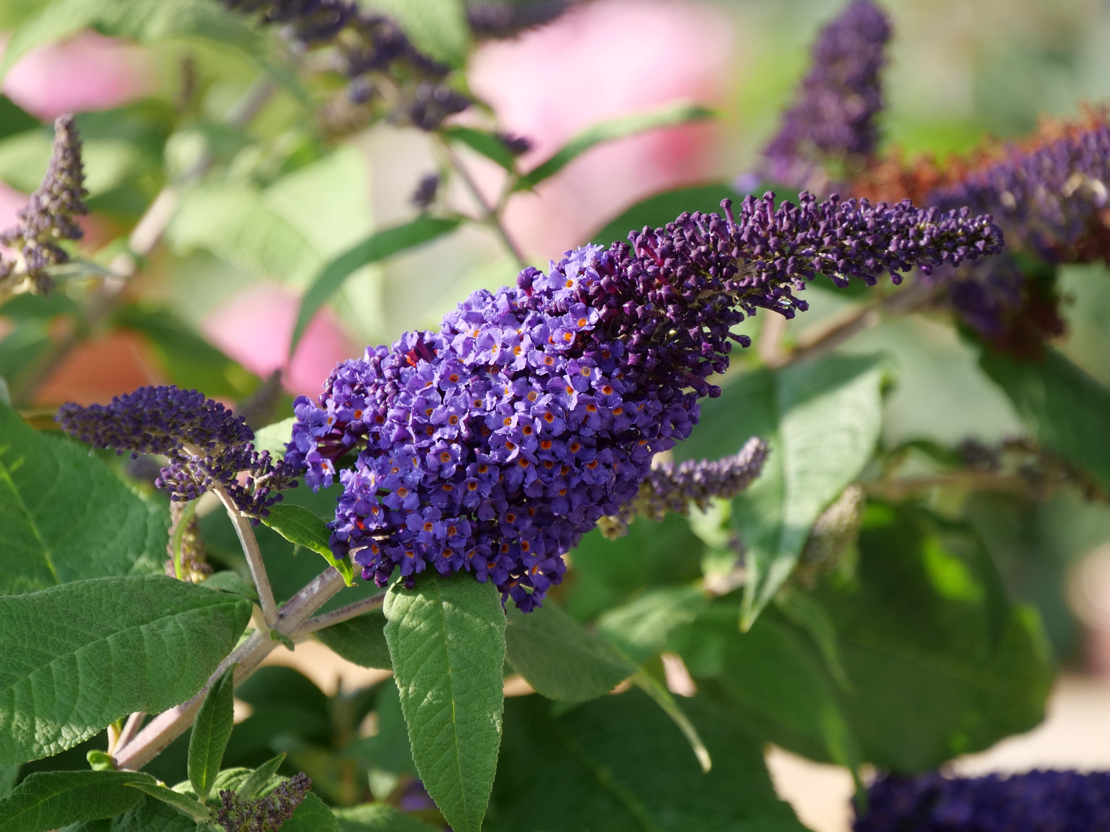Pugster Blue - Dwarf Butterfly Bush
