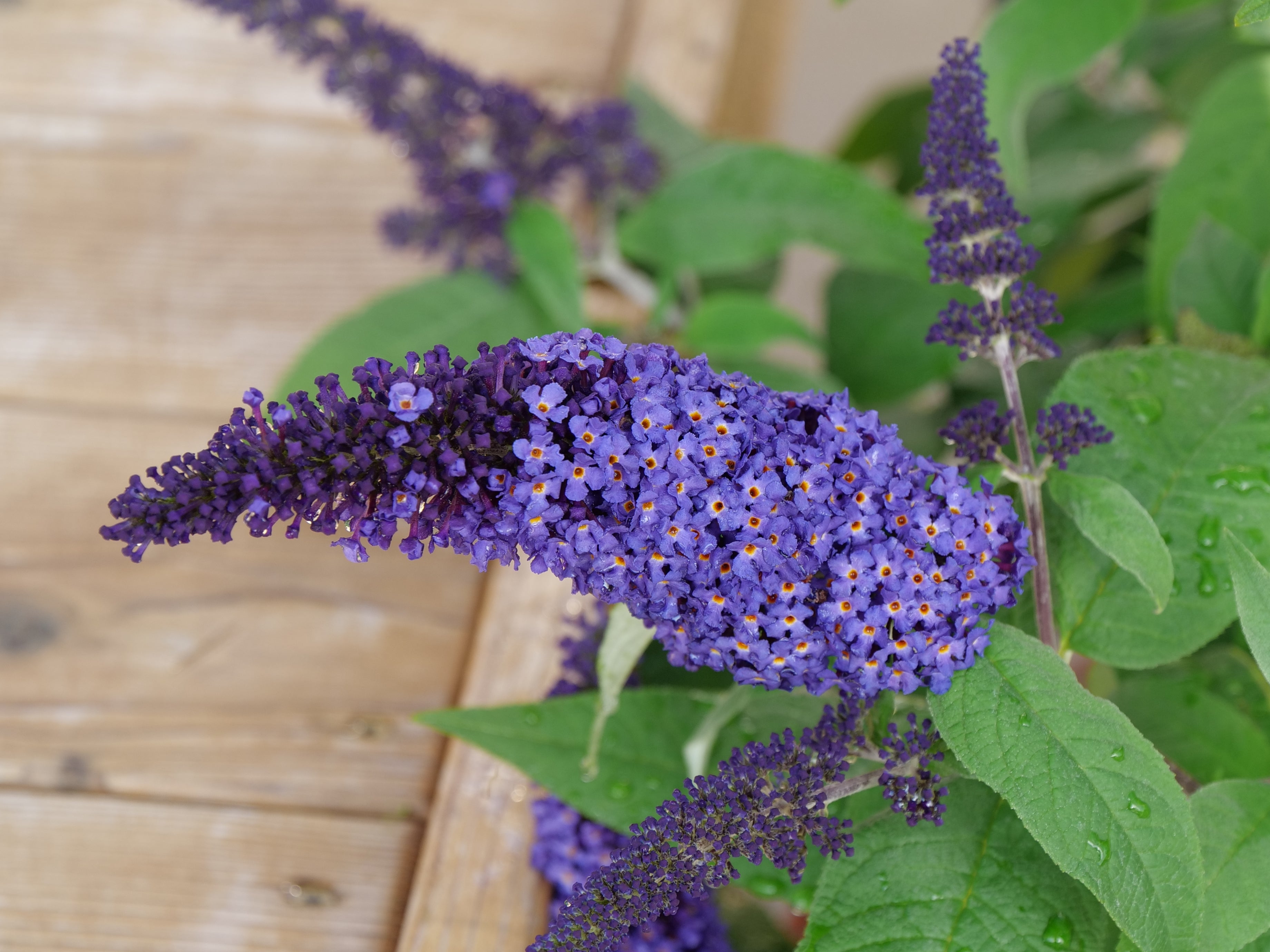 Pugster Blue - Dwarf Butterfly Bush