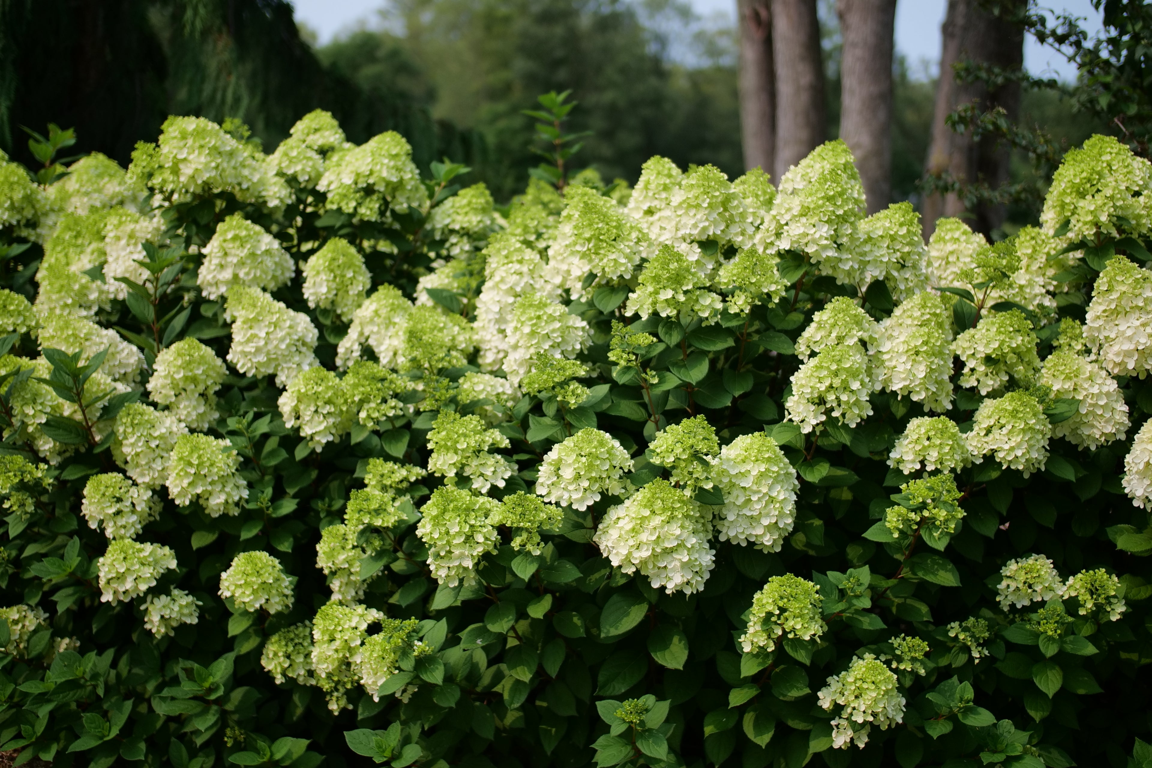 Little Lime Punch - Panicle Hydrangea
