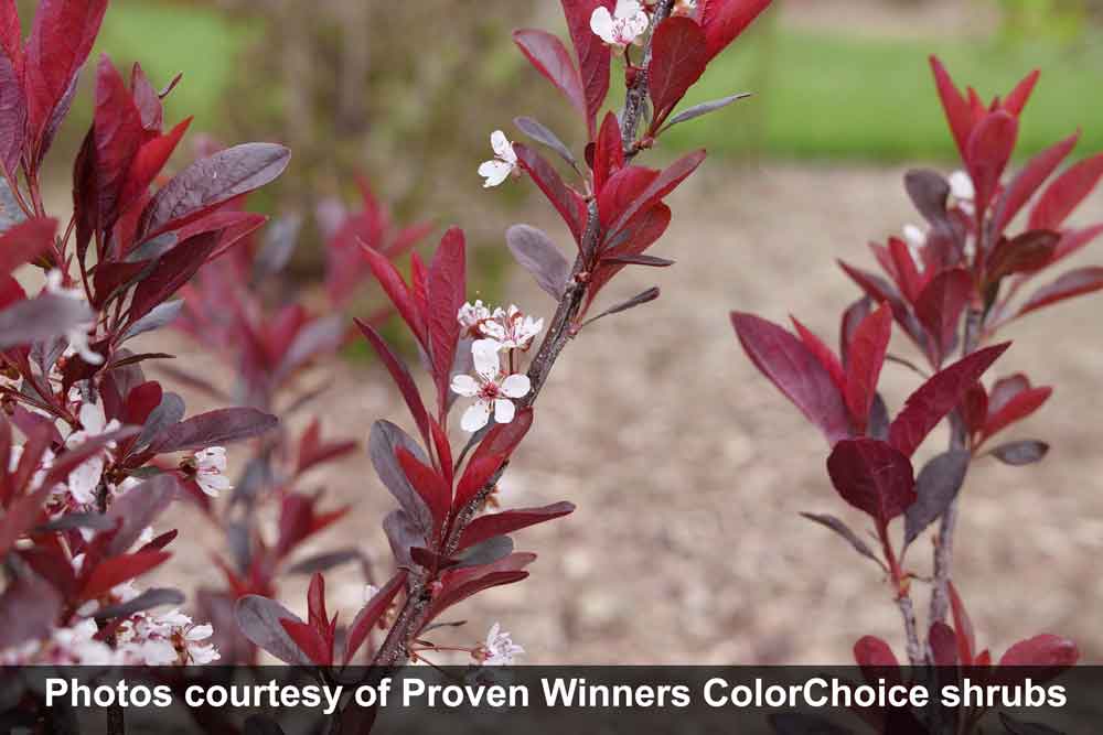 Stay Classy - Purple Leaf Sand Cherry