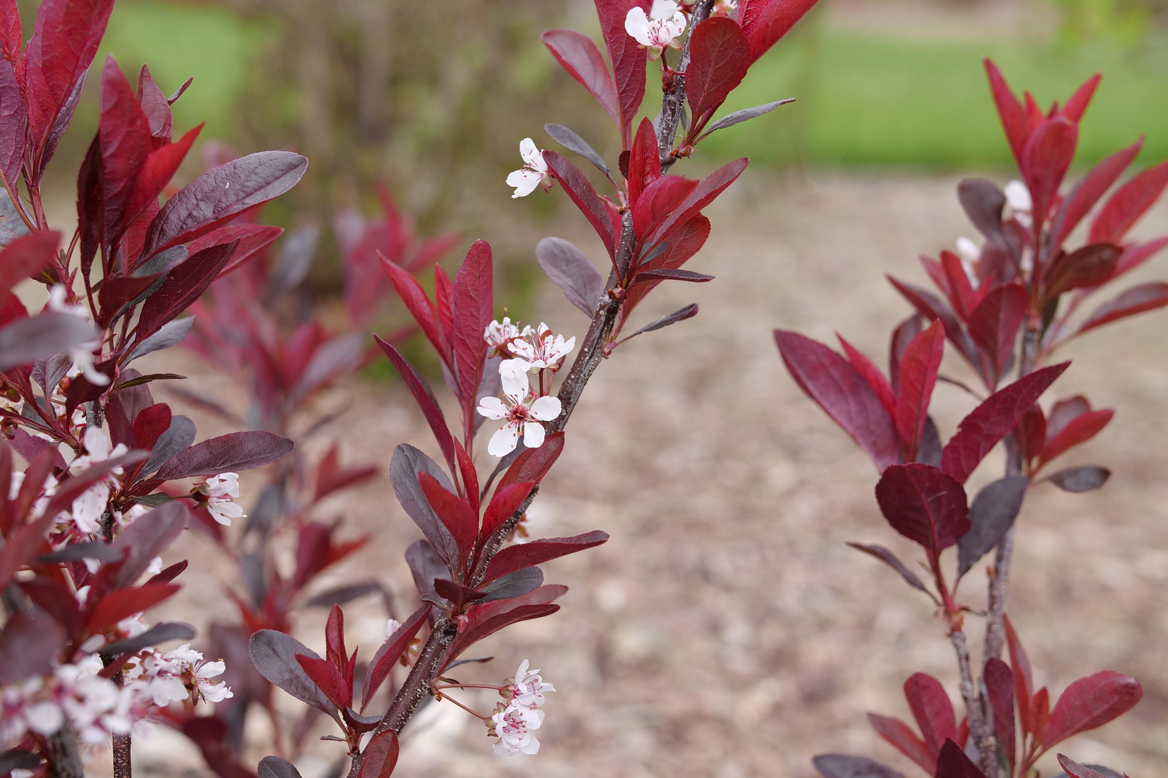 Stay Classy - Purple Leaf Sand Cherry