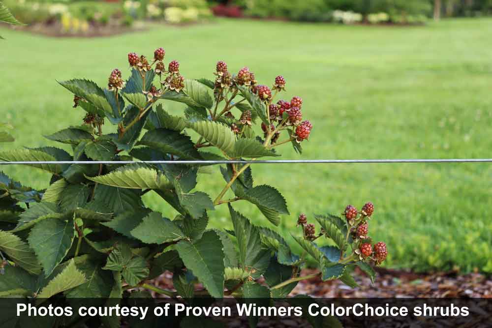 Taste of Heaven - Thornless BlackBerry