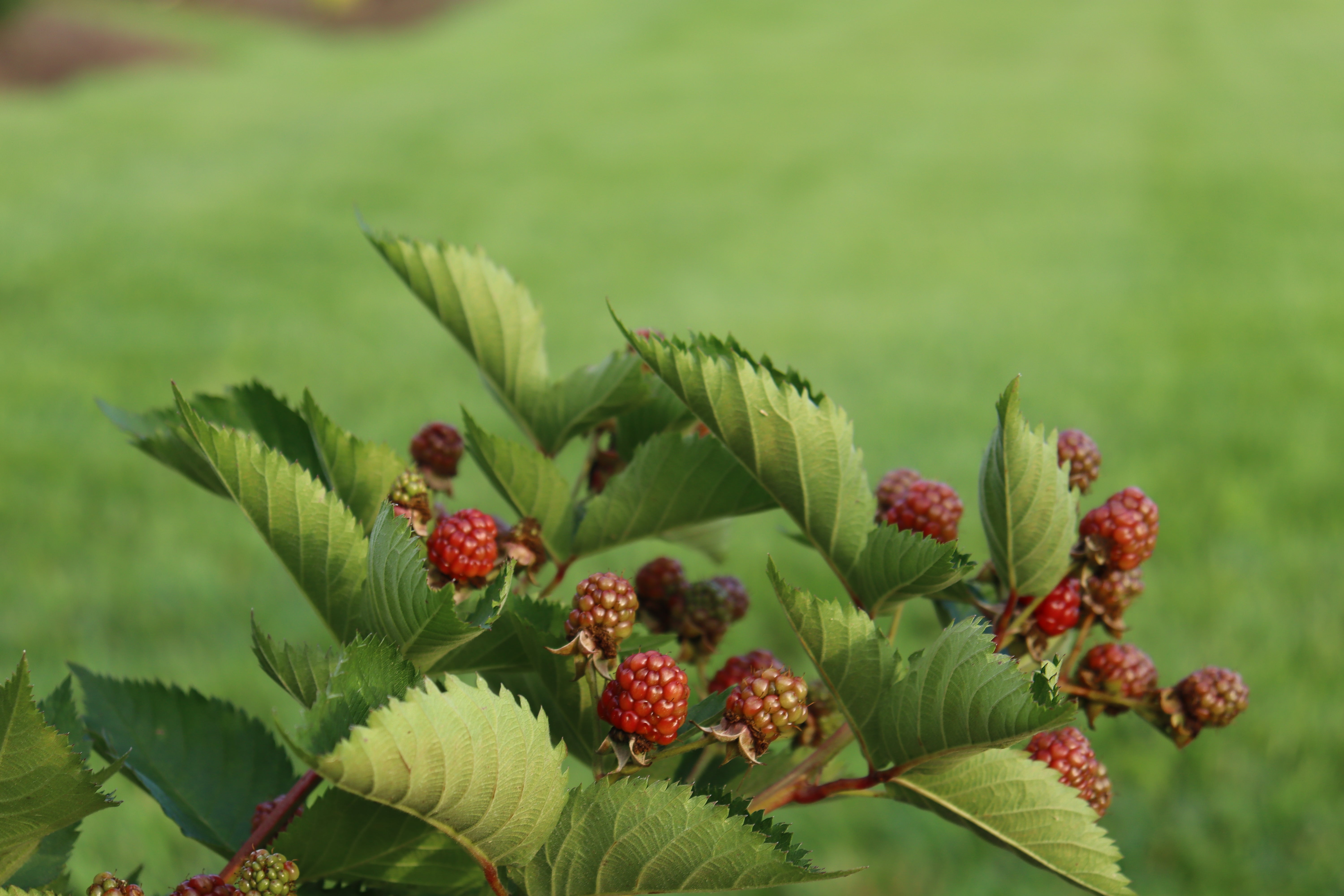 Taste of Heaven - Thornless BlackBerry