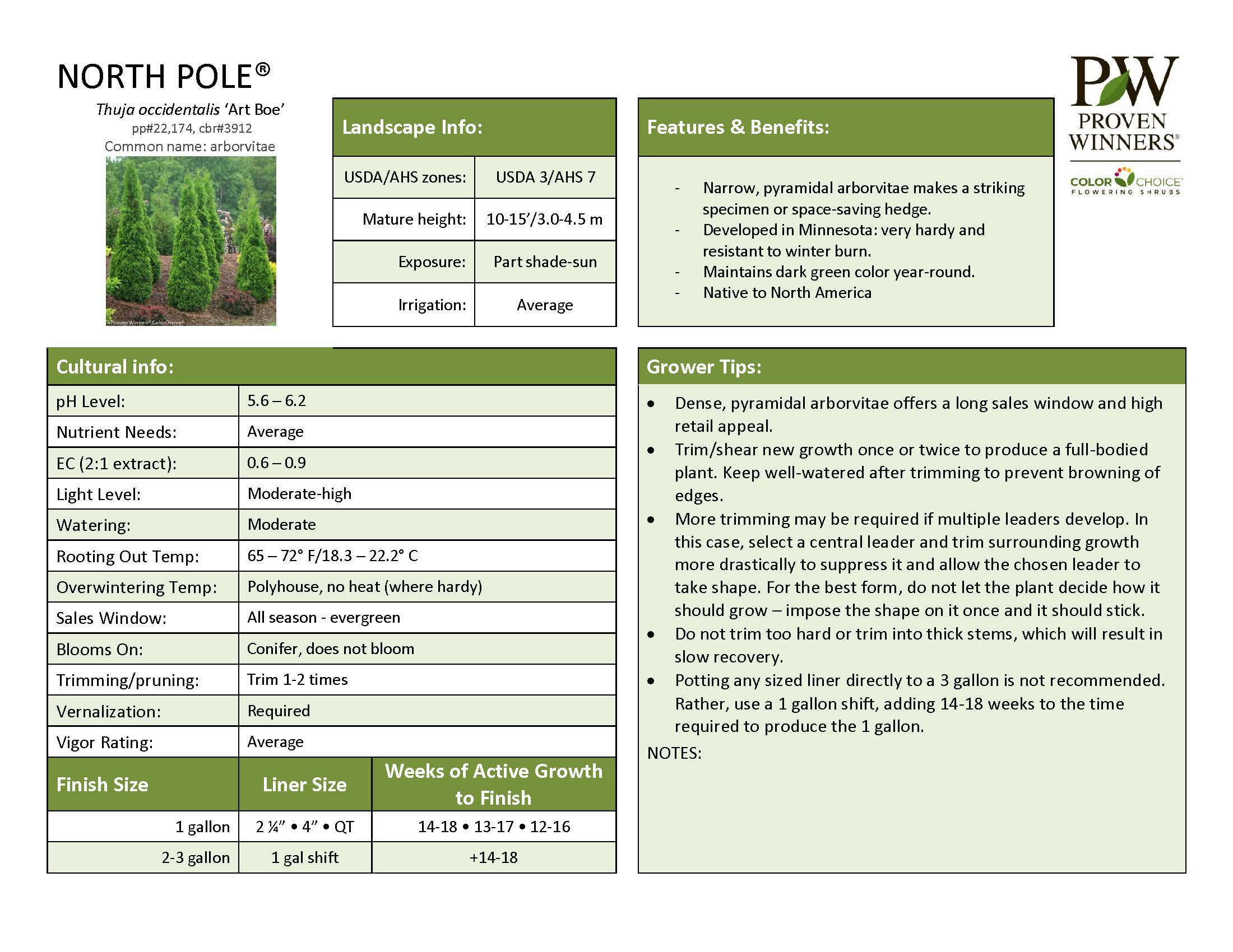 Thuja Occid - North Pole