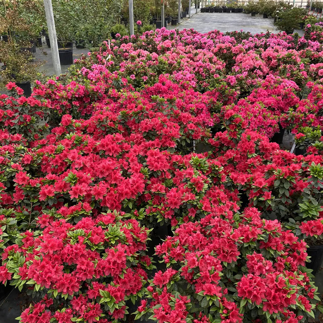 Azalea PERFECTO MUNDO® Red