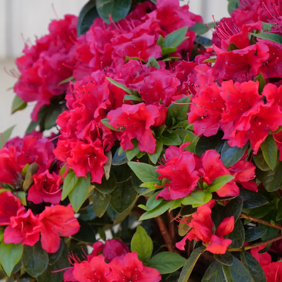 Azalea PERFECTO MUNDO® Red