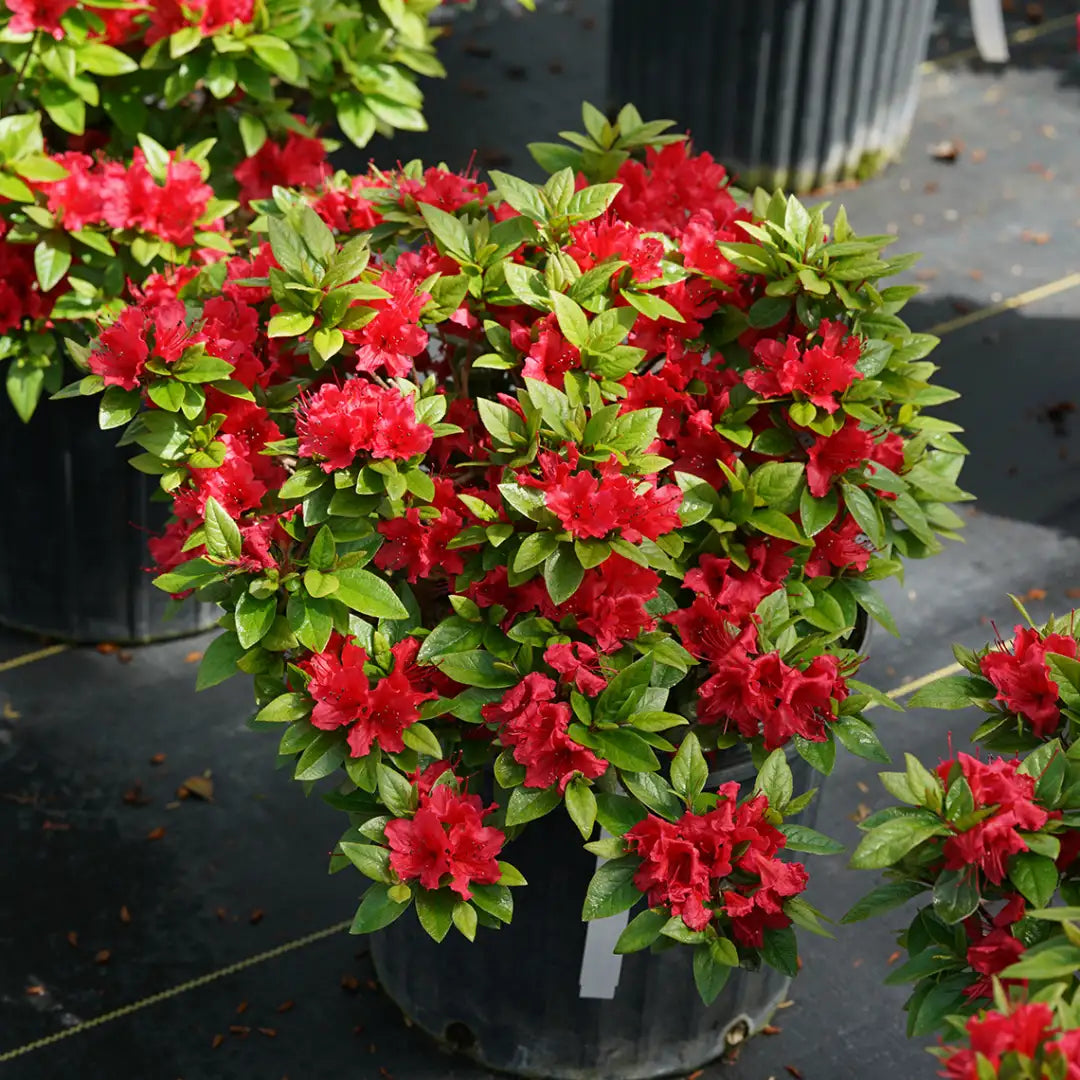 Azalea PERFECTO MUNDO® Red