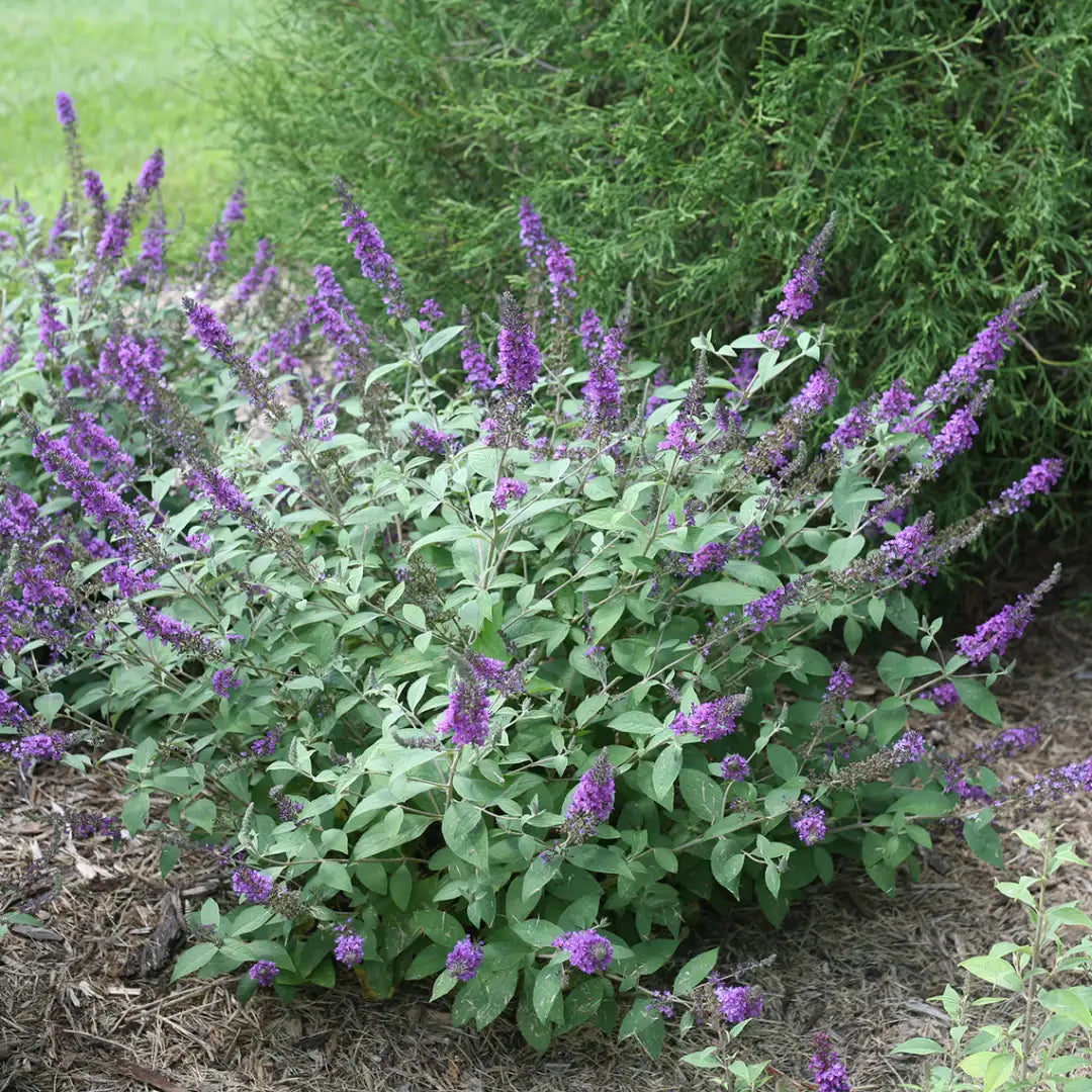 Buddleia BLUE CHIP JR.