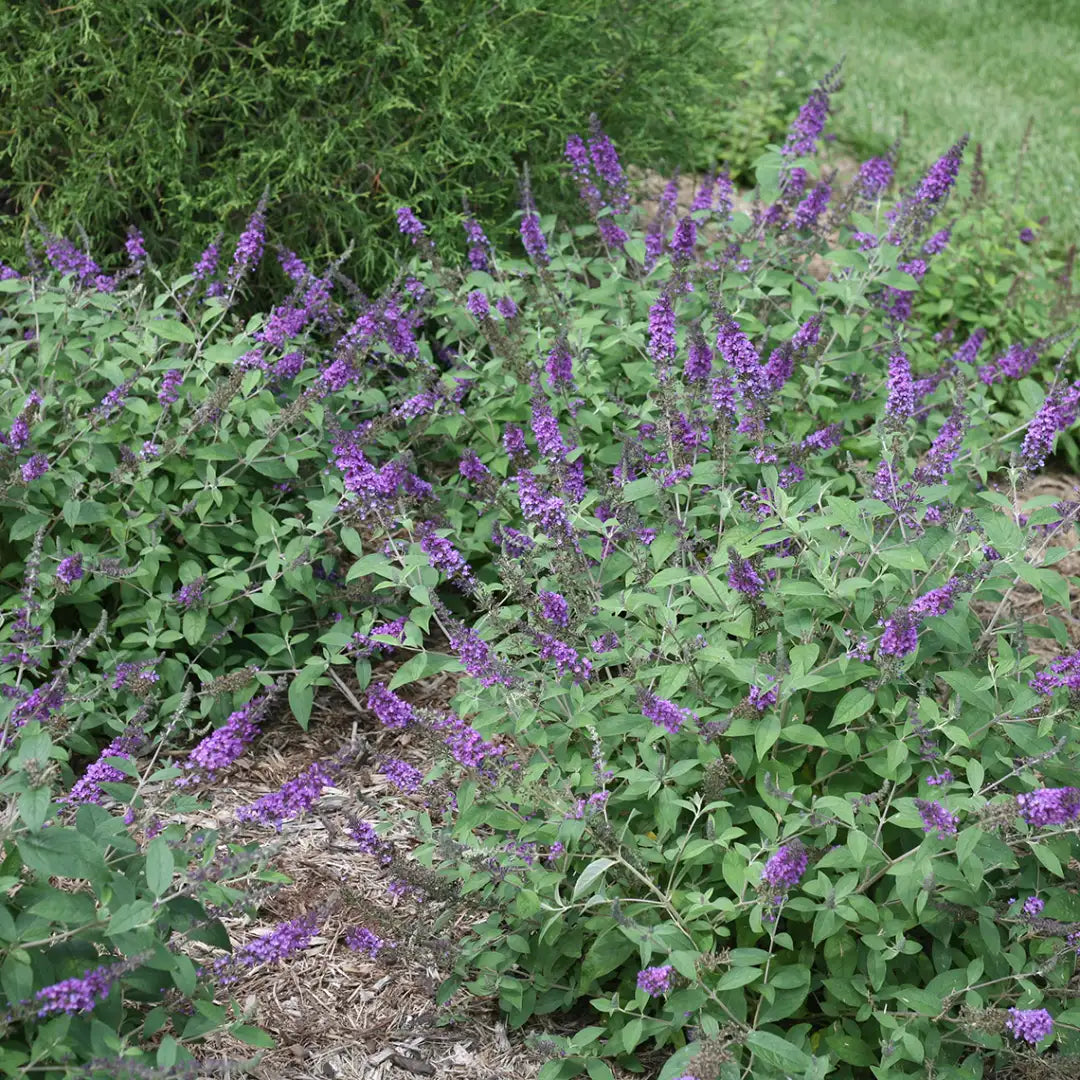 Buddleia BLUE CHIP JR.
