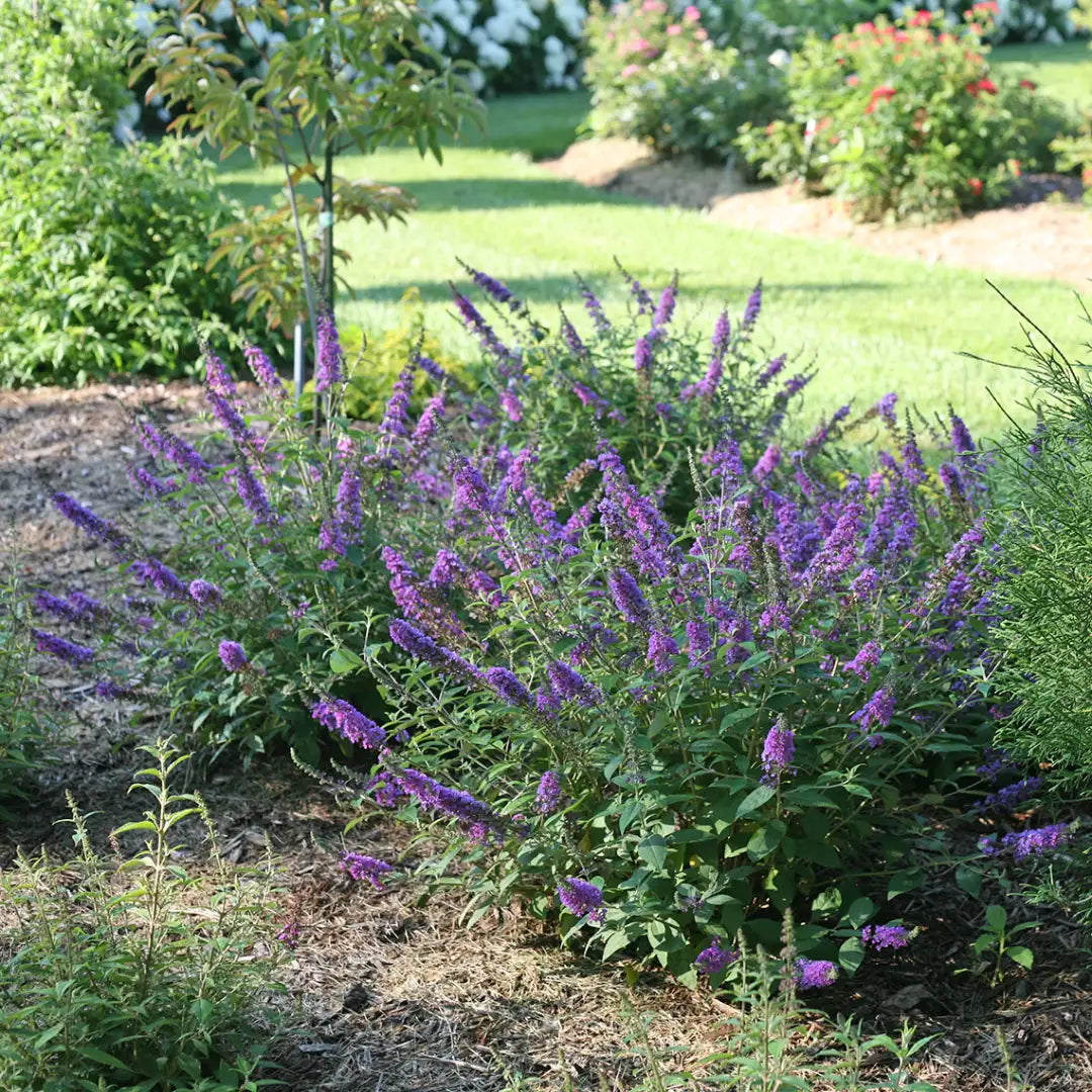 Buddleia BLUE CHIP JR.
