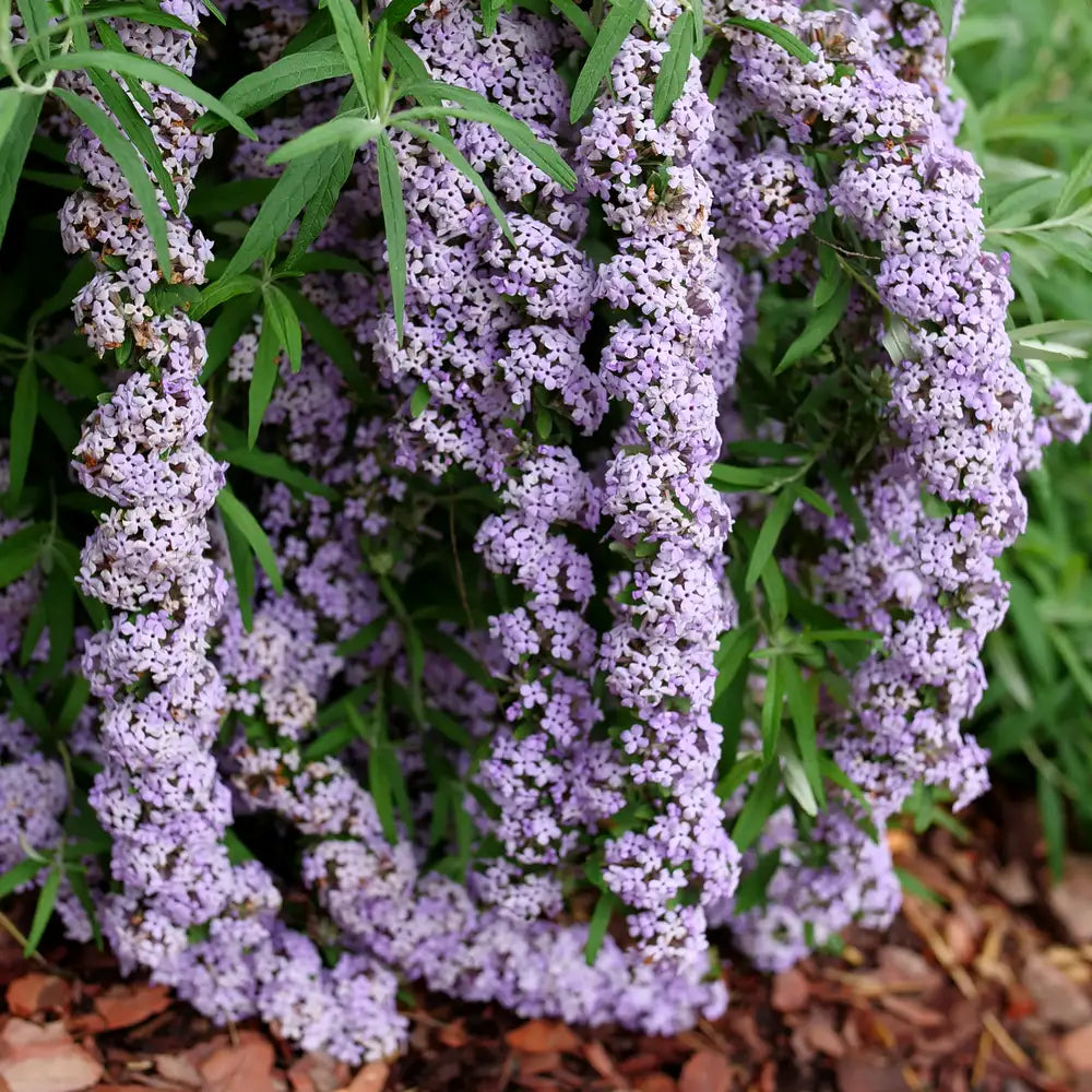 Buddleia Mop Top
