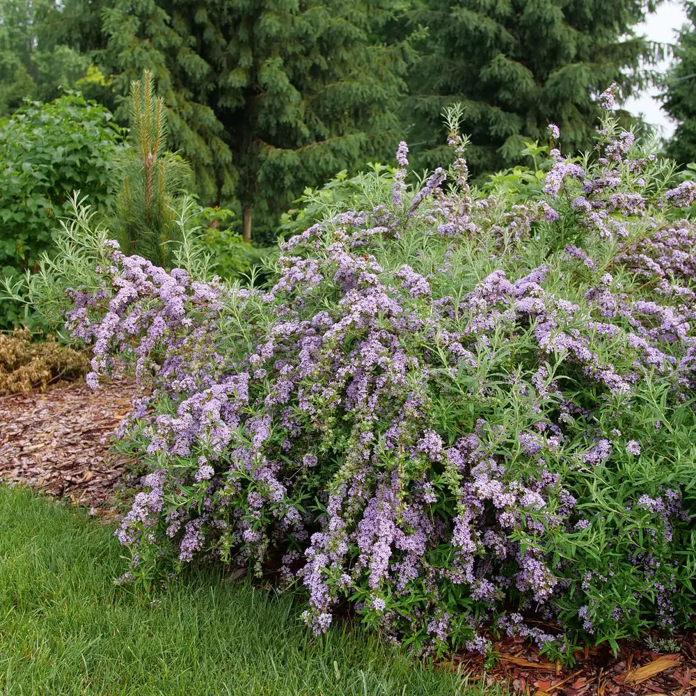 Buddleia Mop Top