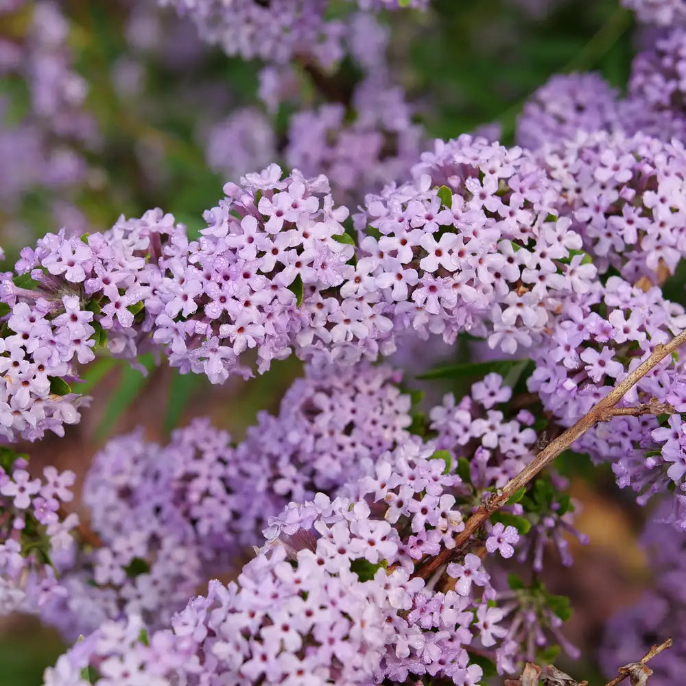 Buddleia Mop Top