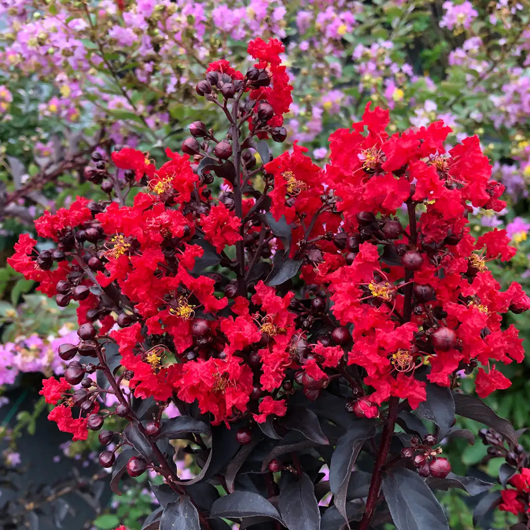Lagerstroemia - Center Stage - Red