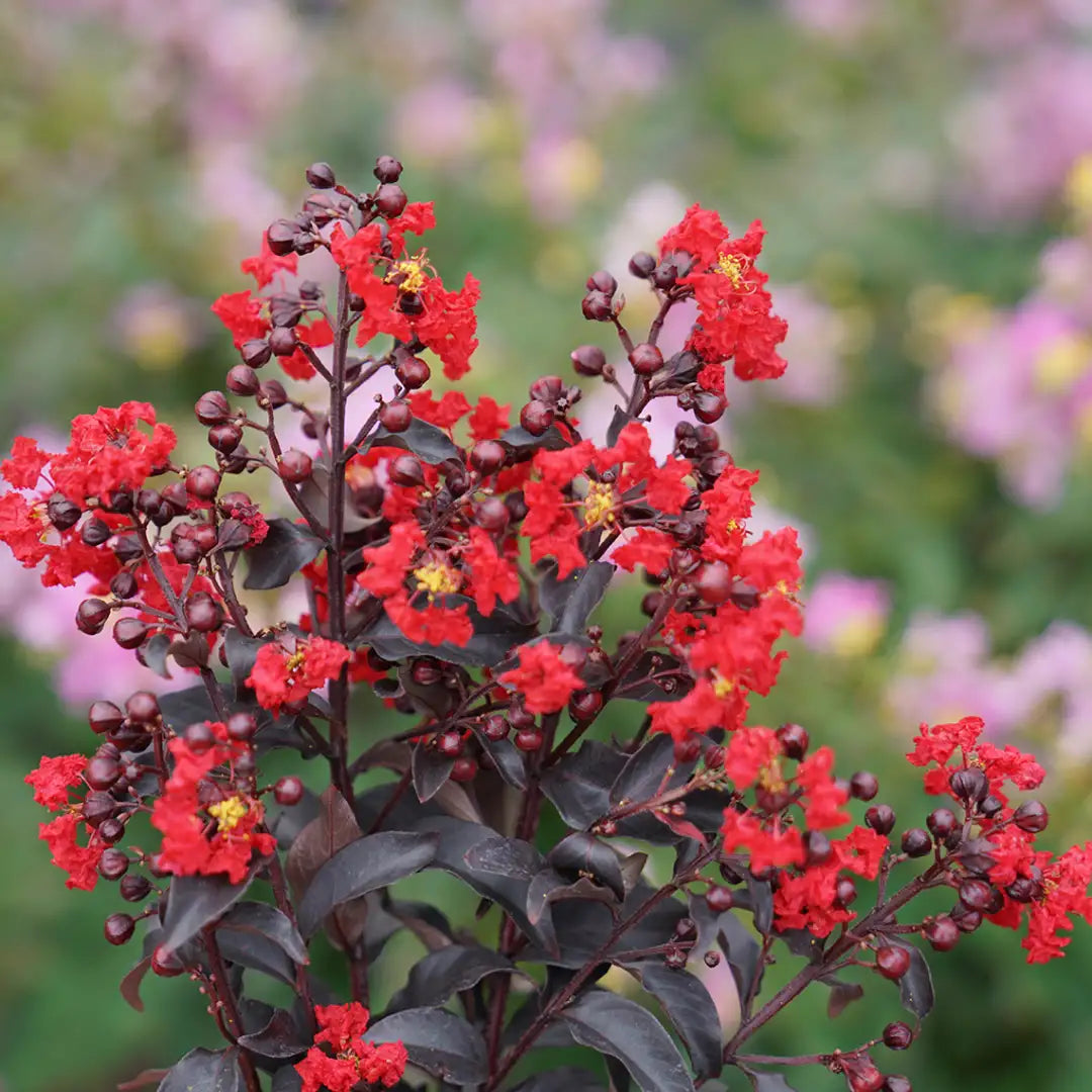 Lagerstroemia - Center Stage - Red
