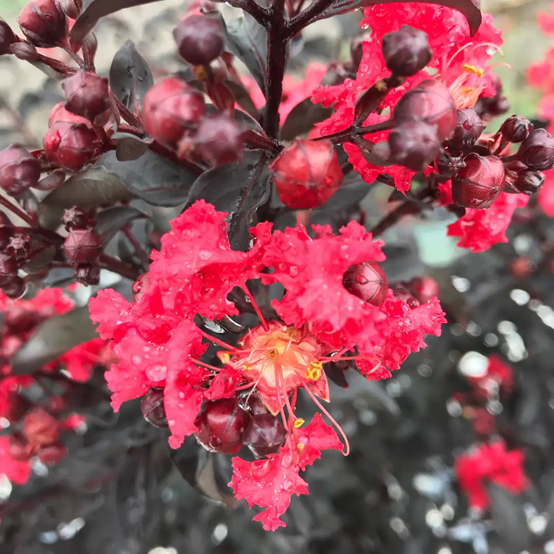 Lagerstroemia - Center Stage - Red