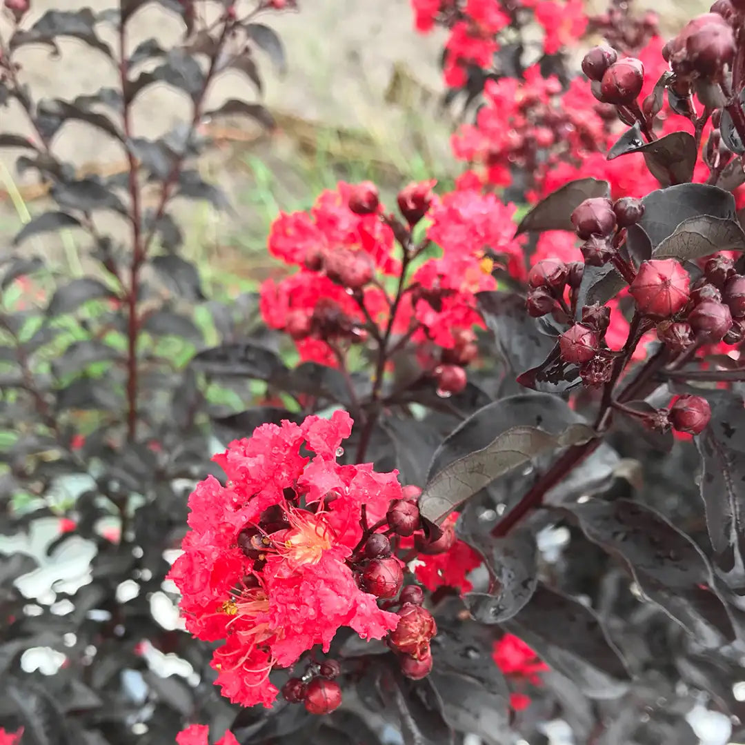 Lagerstroemia - Center Stage - Red