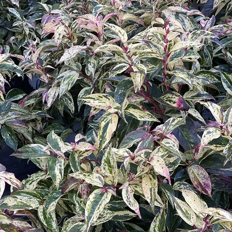 Leucothoe - Paisley Pup