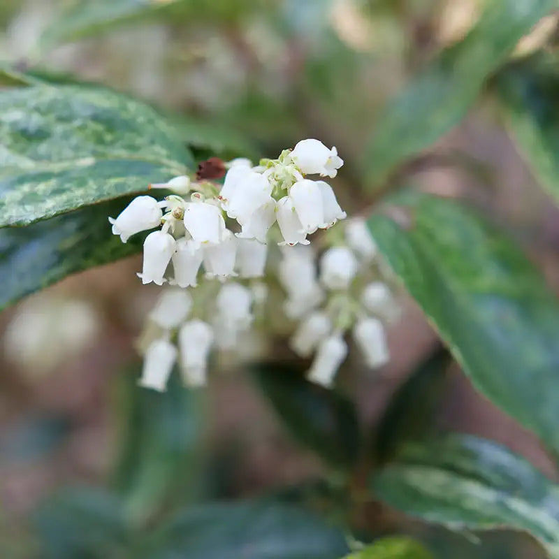 Leucothoe - Paisley Pup