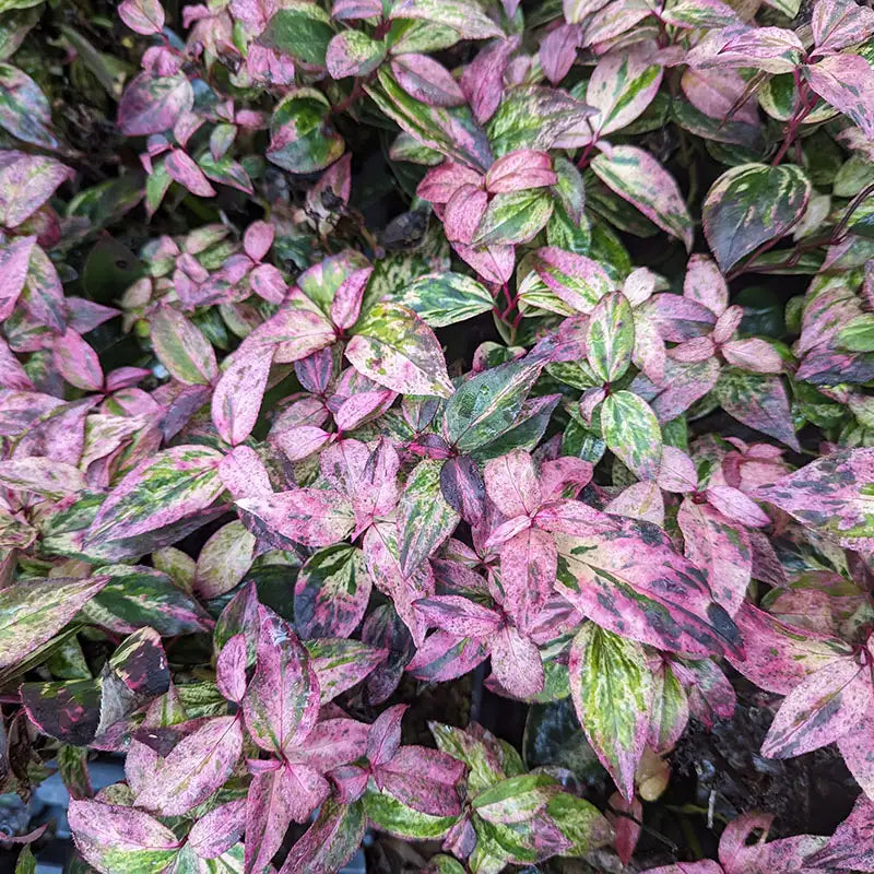 Leucothoe - Paisley Pup