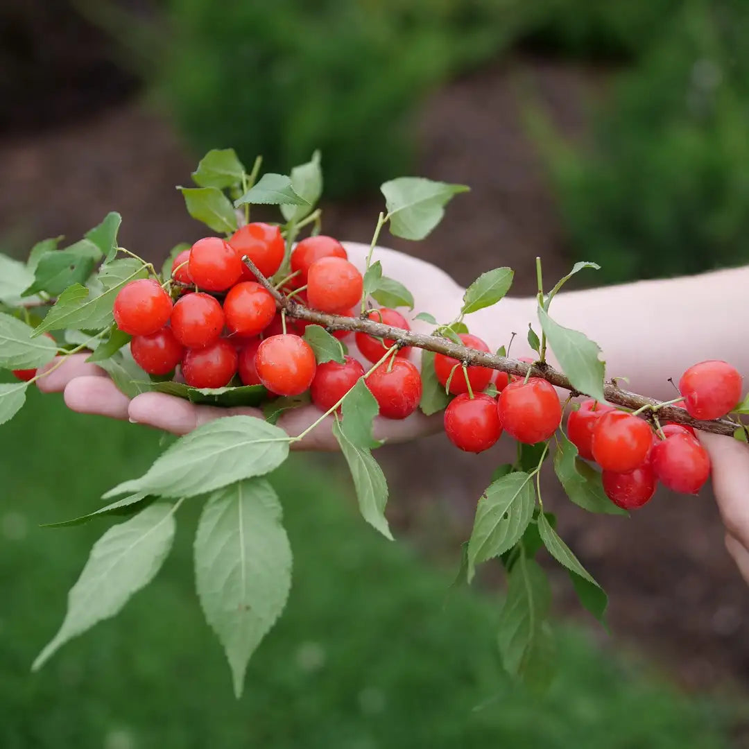 Prunus - Easy as Pie