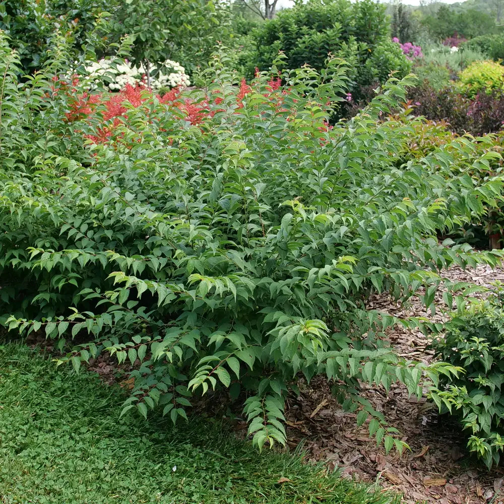 Prunus - Easy as Pie