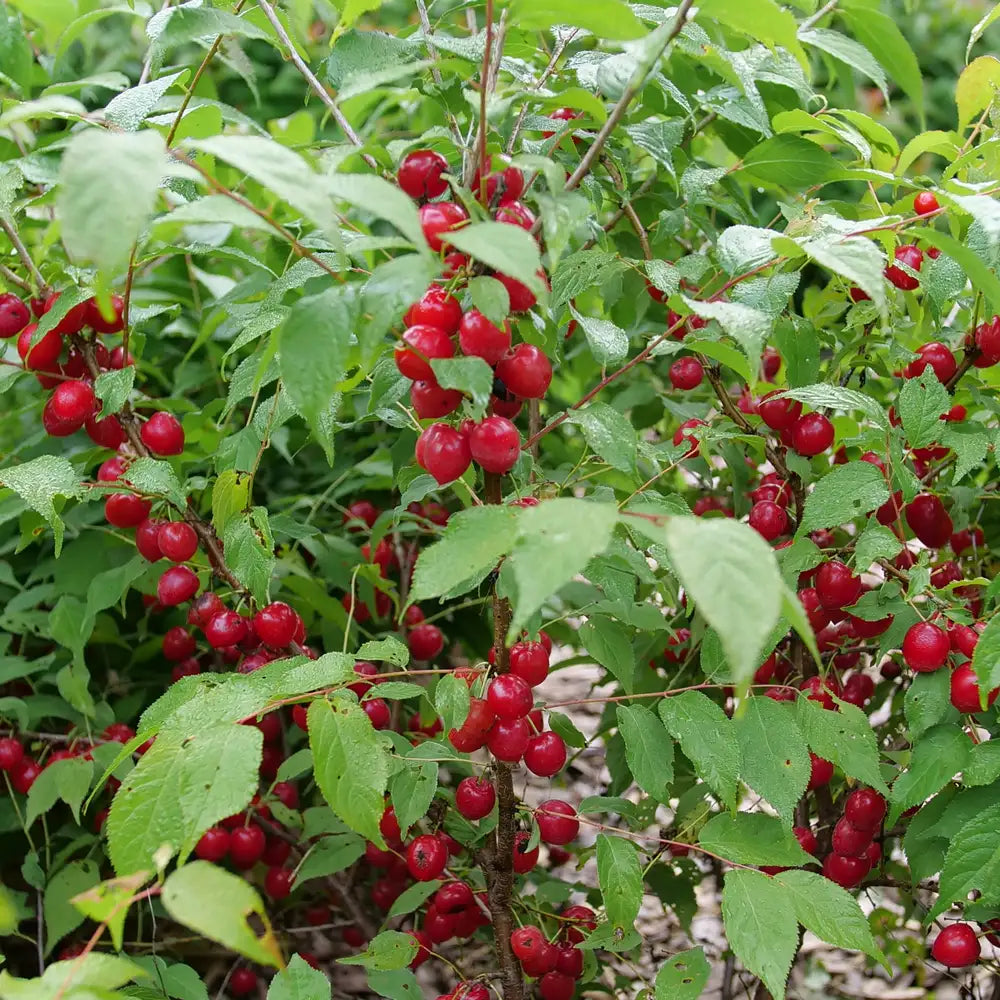 Prunus - Easy as Pie