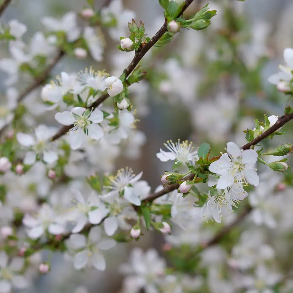Prunus - Easy as Pie