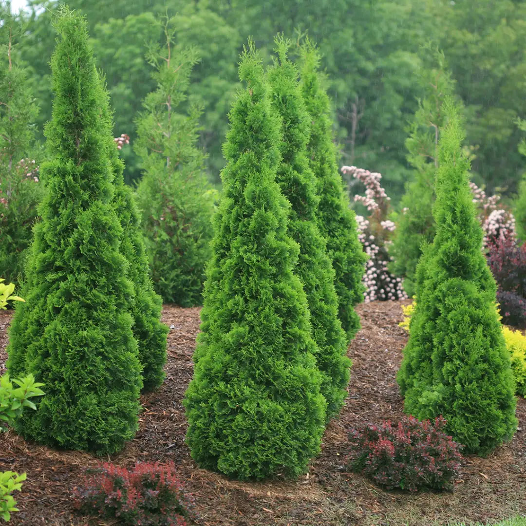 Thuja Occid - North Pole