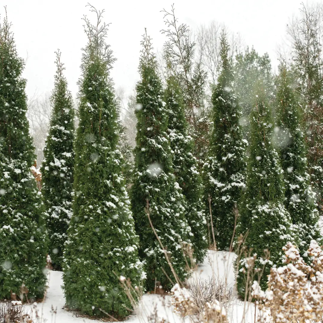 Thuja Occid - North Pole