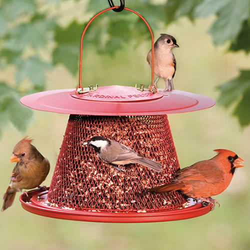 The Cardinal Bird Feeder