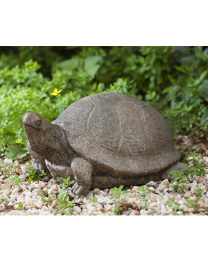 Tortuga Turtle