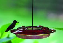 Hummerfest Feeder