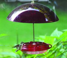 Hummerfest Feeder