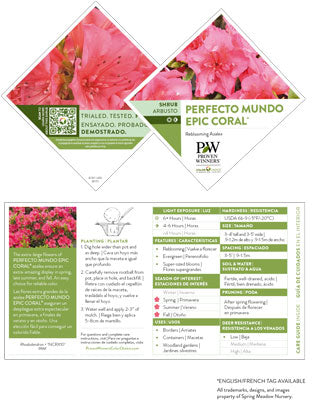 Azalea - Perfecto Mundo Epic Coral