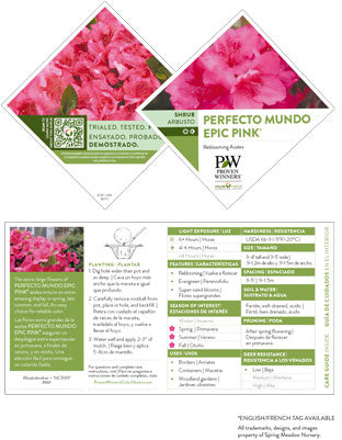 Azalea - Perfecto Mundo - Epic Pink