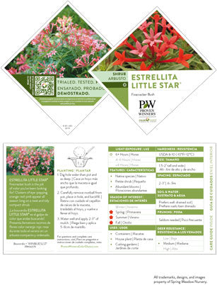 Bouvardia - Estrellita - Little Star