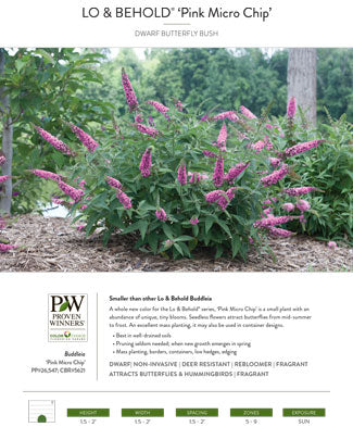 Buddleia - Lo & Behold - Pink Mico Chip