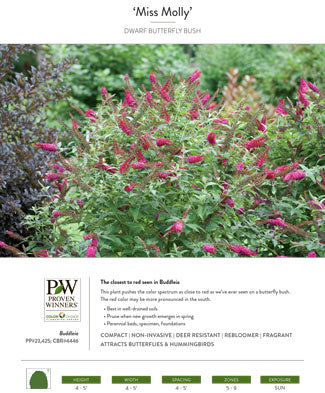 Buddleia - Miss Molly