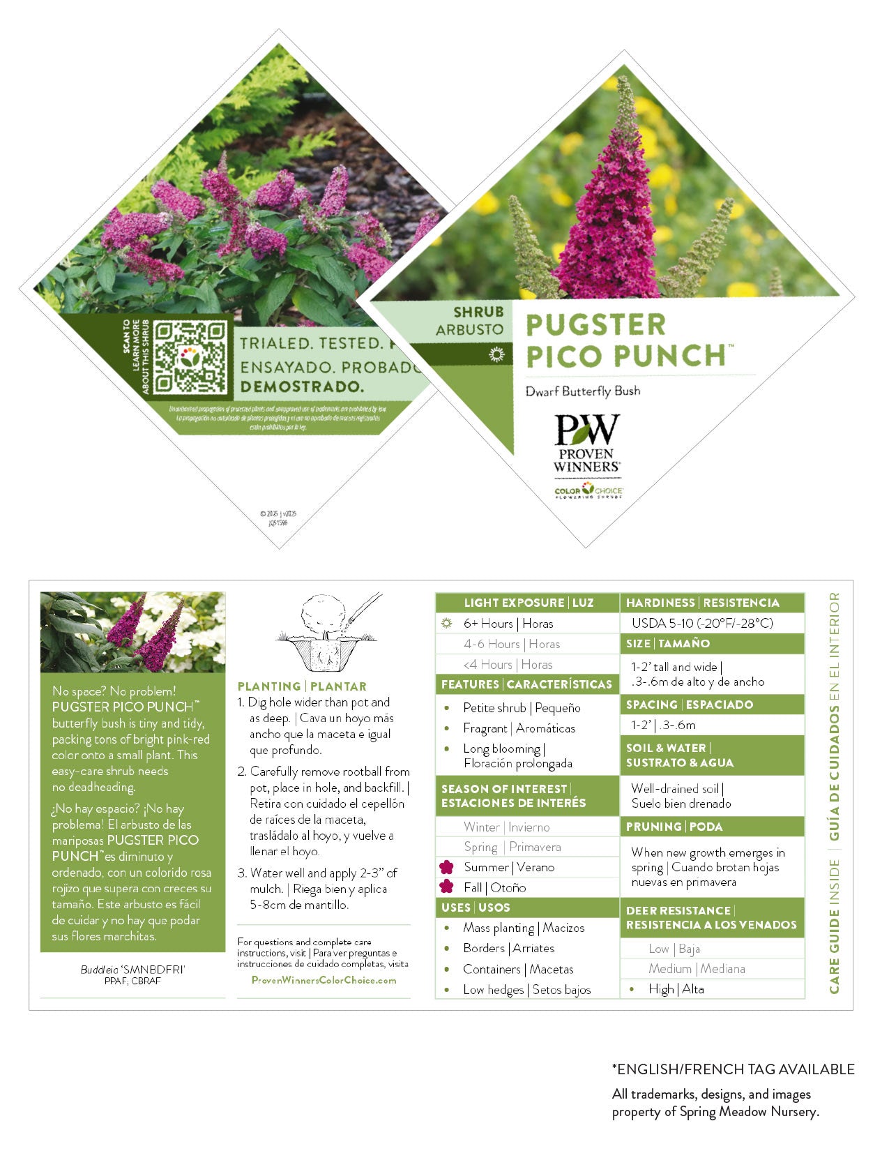Buddleia Pugster Pico Punch