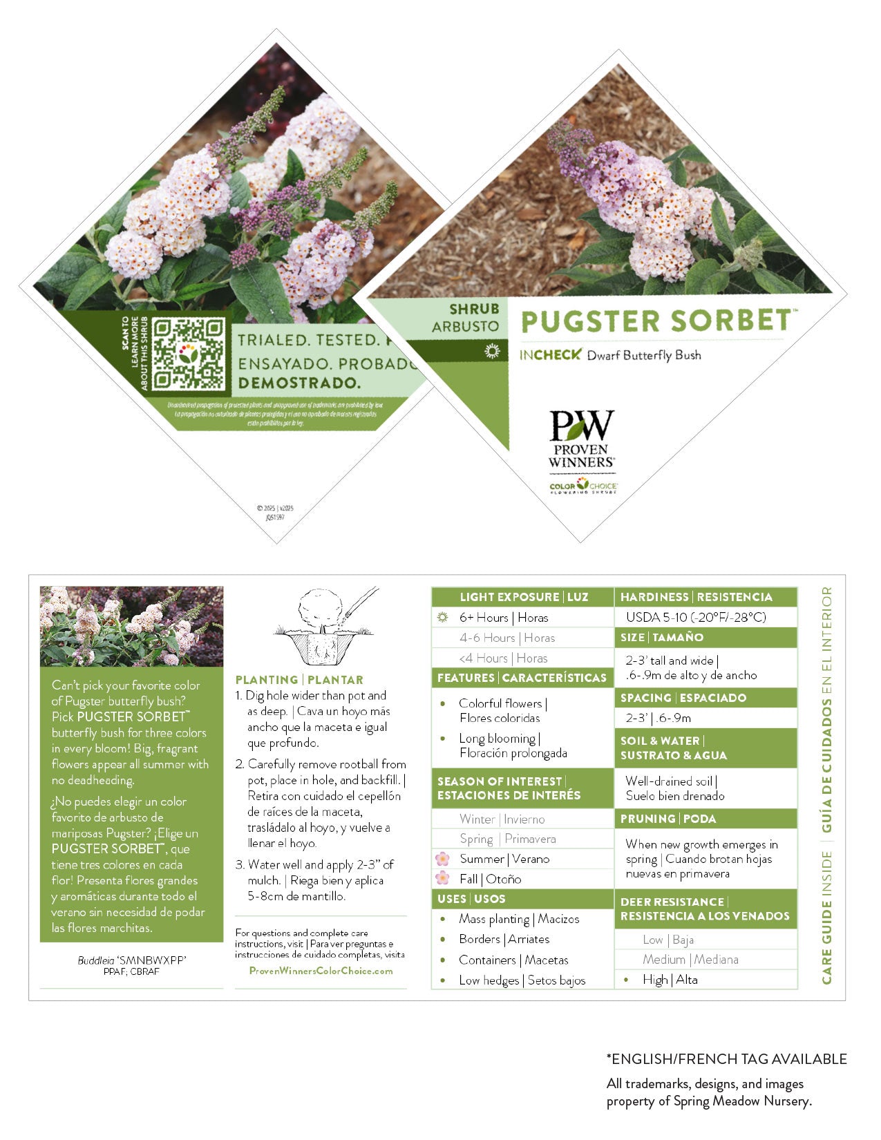 Buddleia - Pugster Sorbet