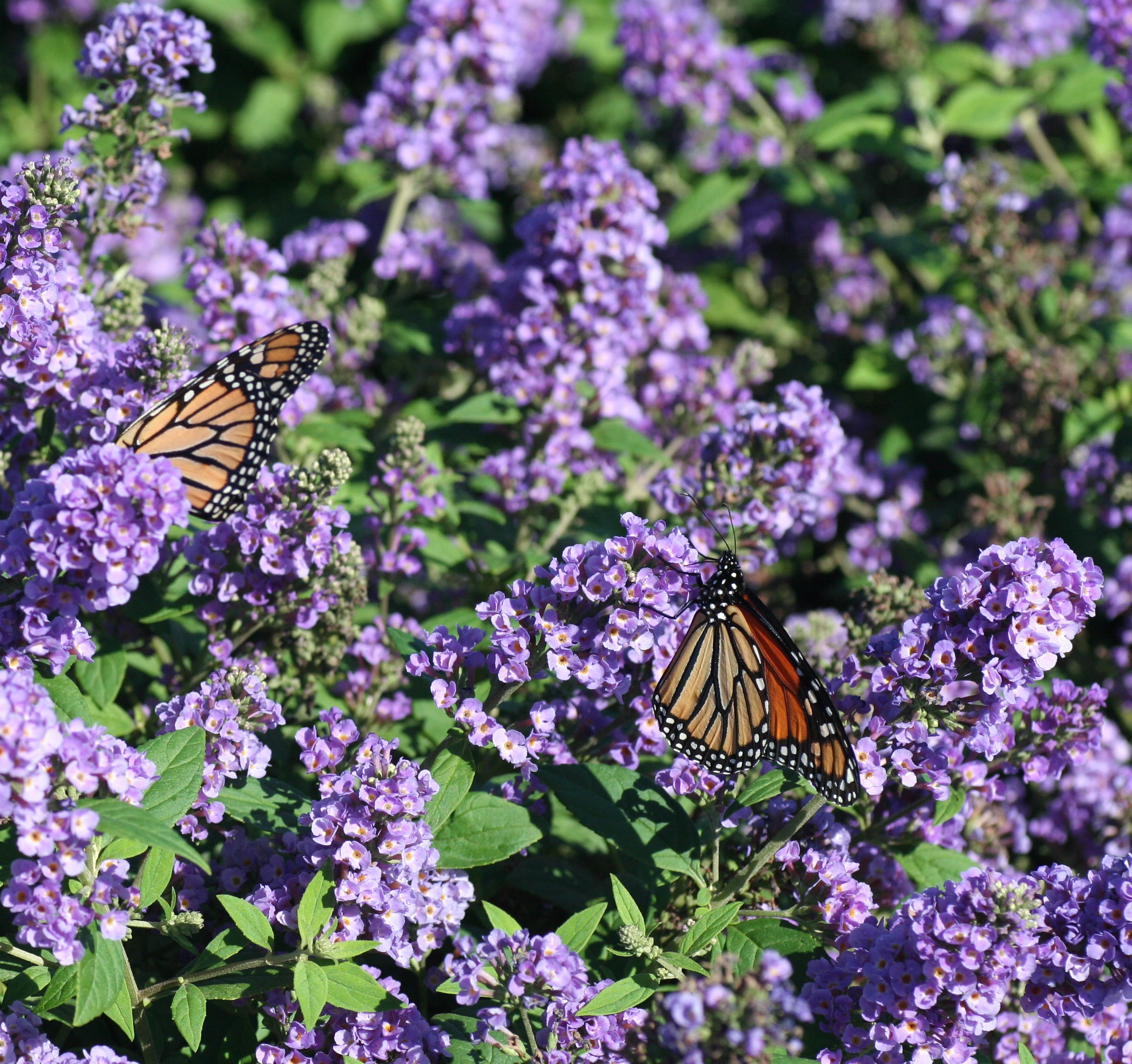 Lo & Behold Purple Haze - Dwarf Butterfly Bush