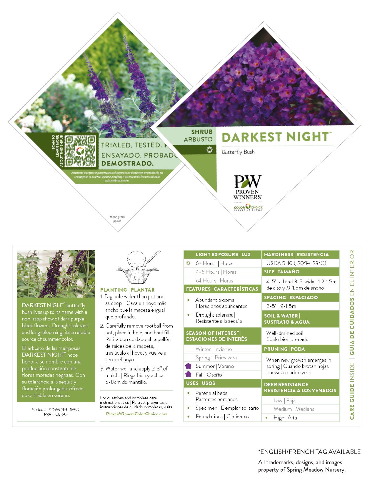 Darkest Night Butterfly Bush
