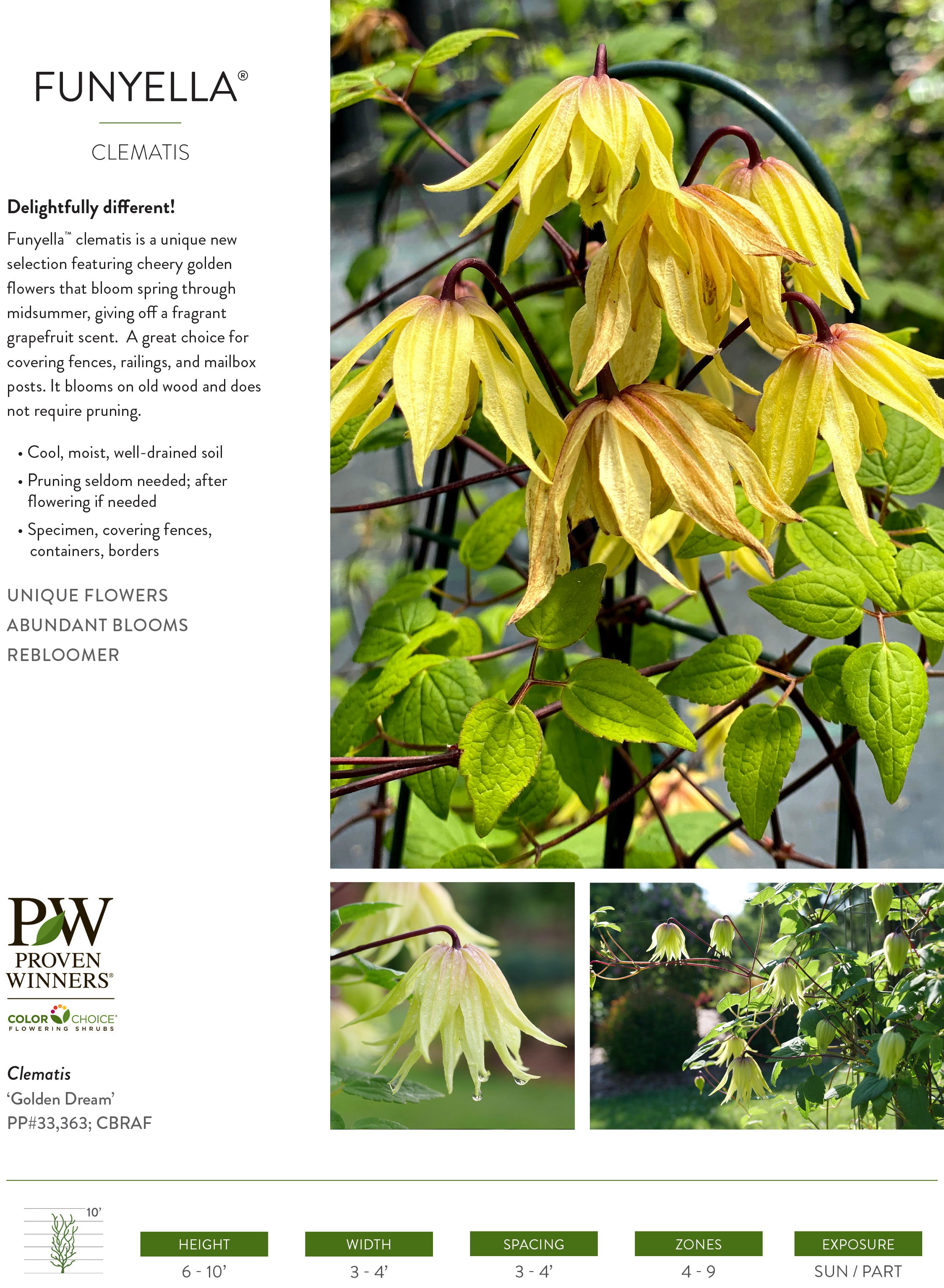 Clematis - Funyella