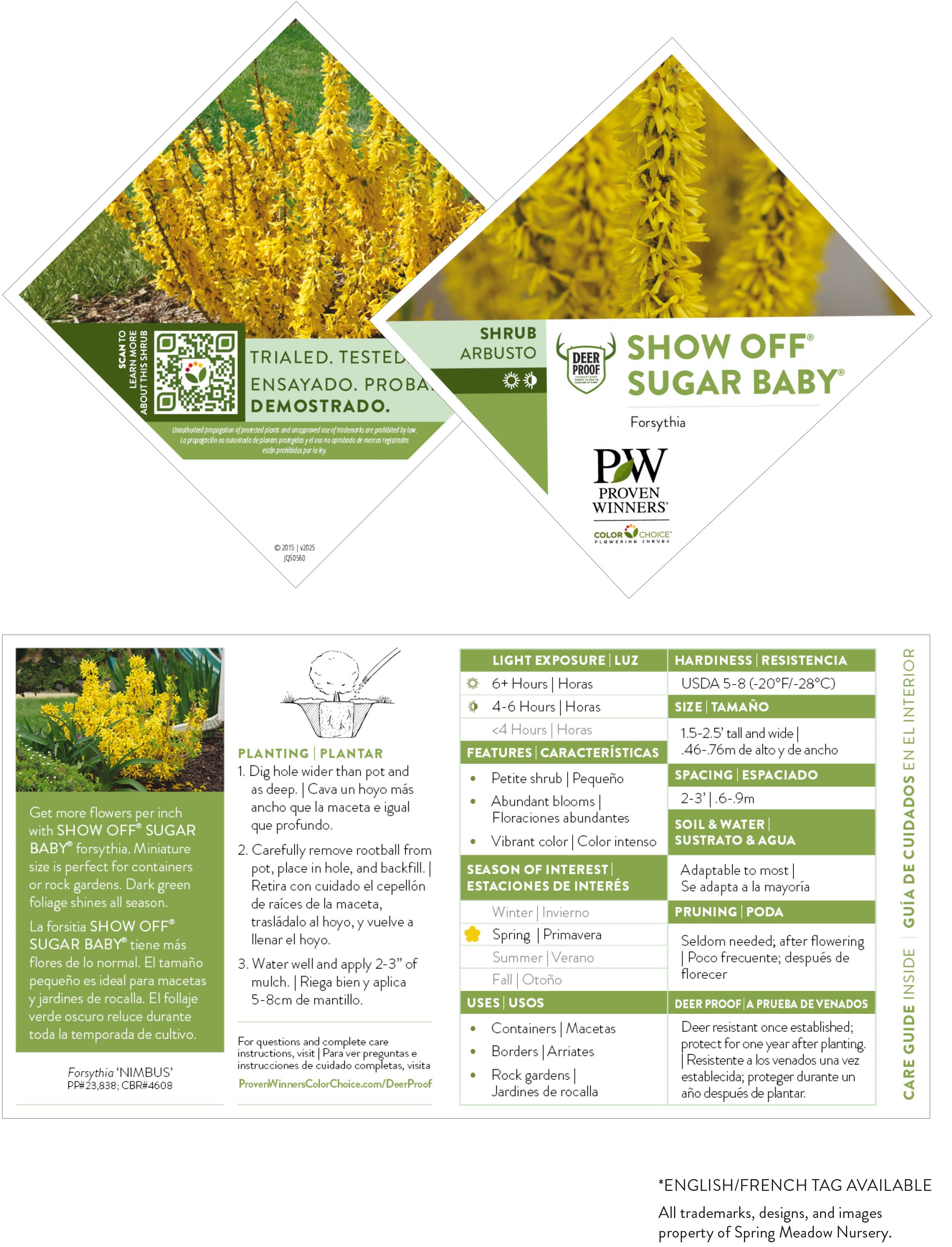 Forsythia - Show Off Sugar Baby