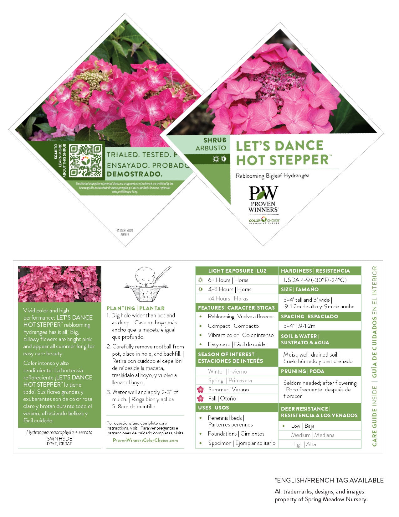 Hydrangea - Let's Dance Hot Stepper