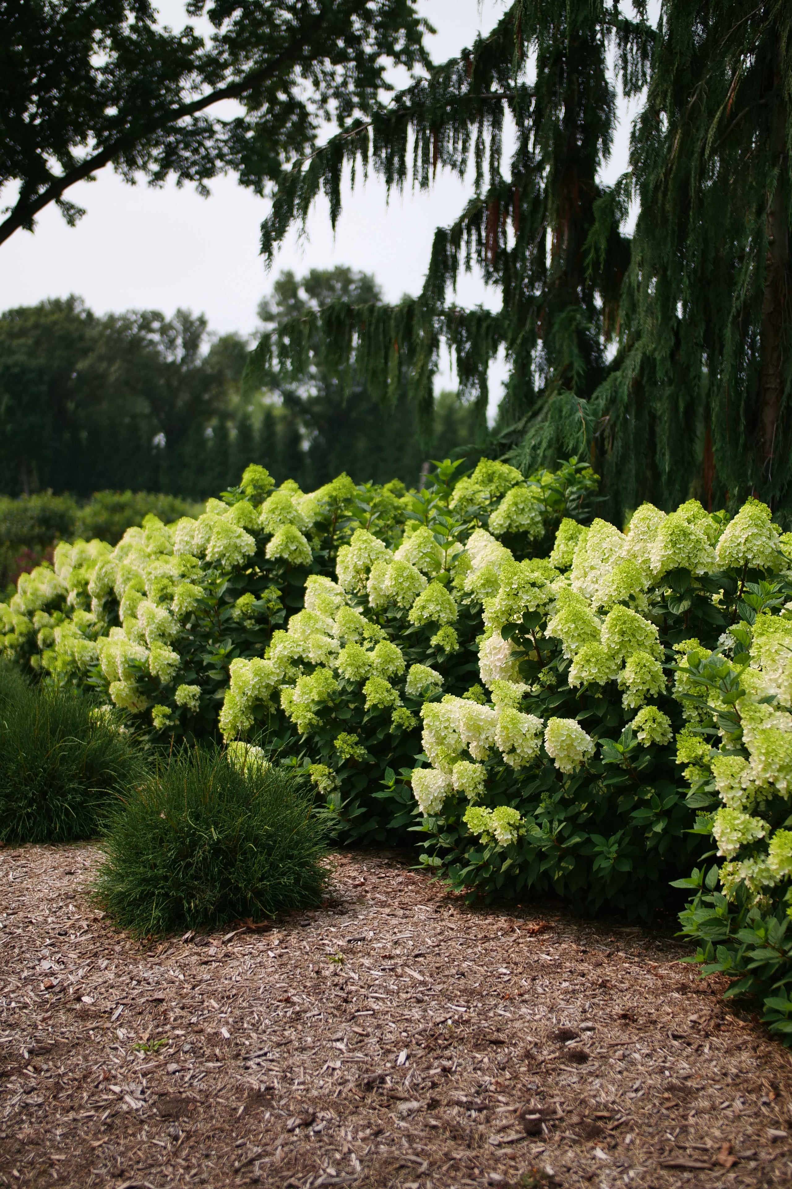 Little Lime Punch - Panicle Hydrangea
