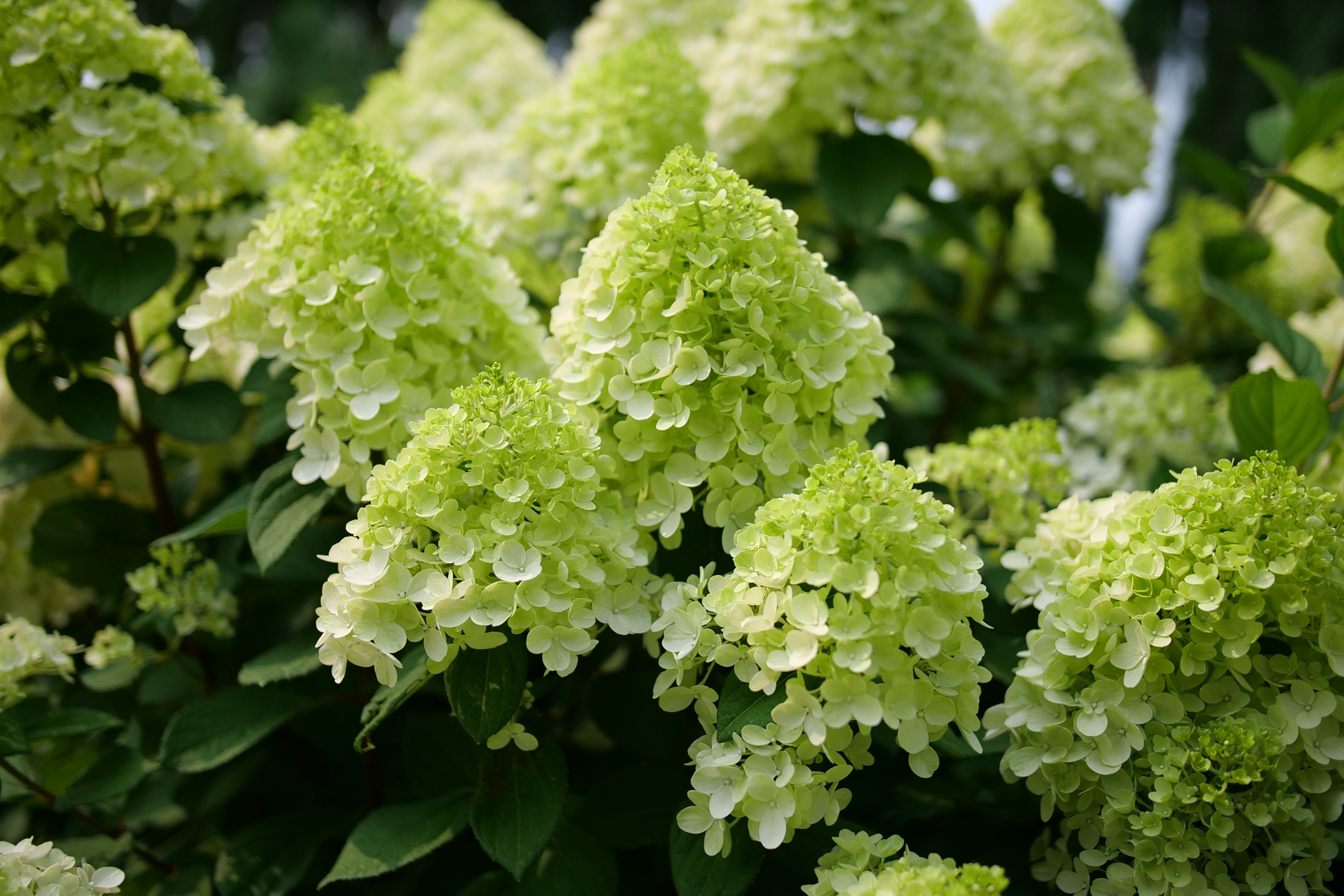 Little Lime Punch - Panicle Hydrangea